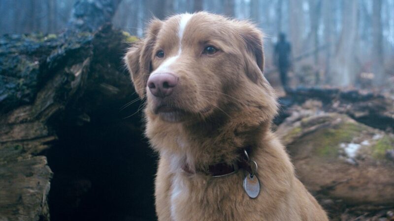 Indy the Dog pide a la Academia incluir premios para actores animales