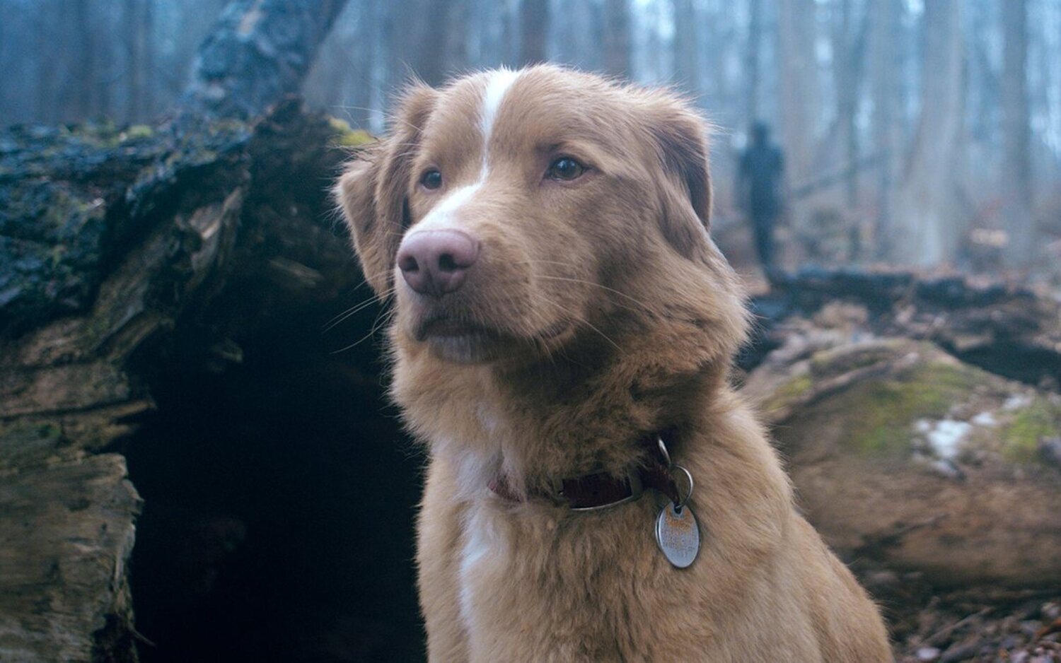 Indy the Dog pide a la Academia incluir premios para actores animales